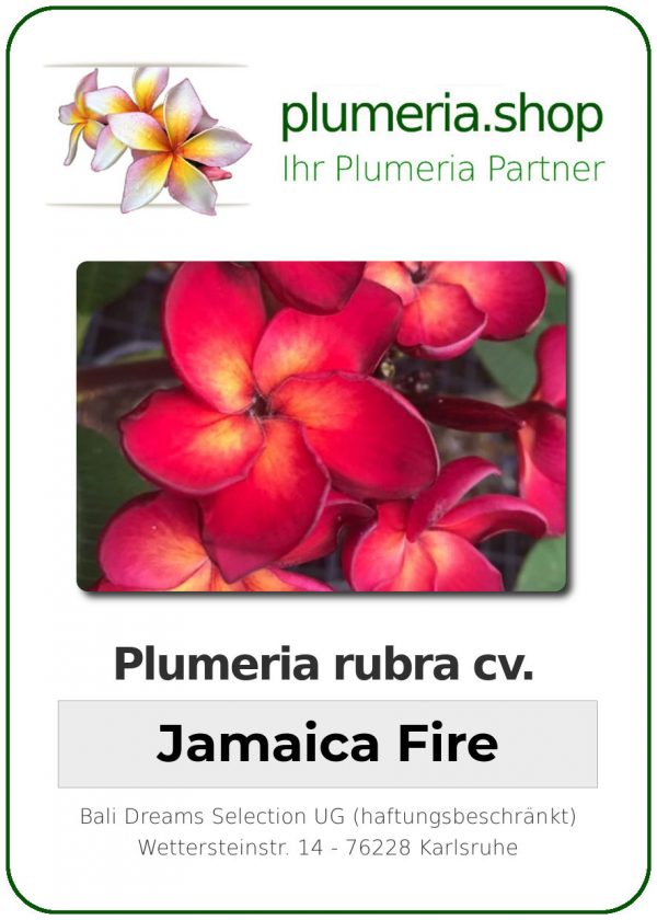 Plumeria rubra "Jamaica Fire"