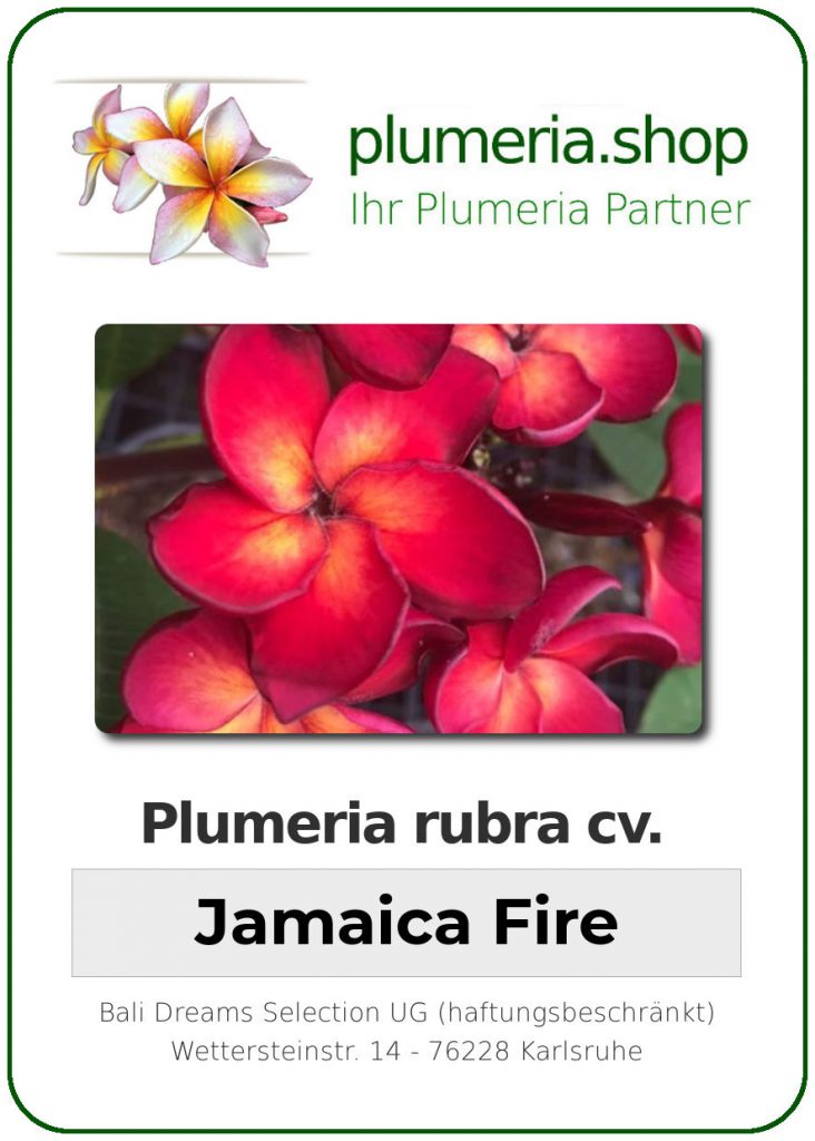 Plumeria rubra "Jamaican Fire" - wurzelnackt