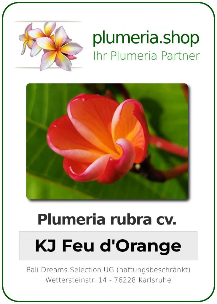 Plumeria rubra "KJ Feu d'Orange"