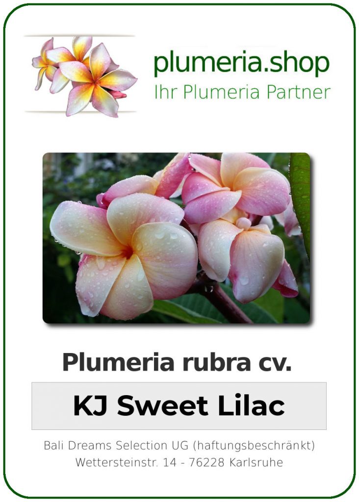 Plumeria rubra "KJ Sweet Lilac"
