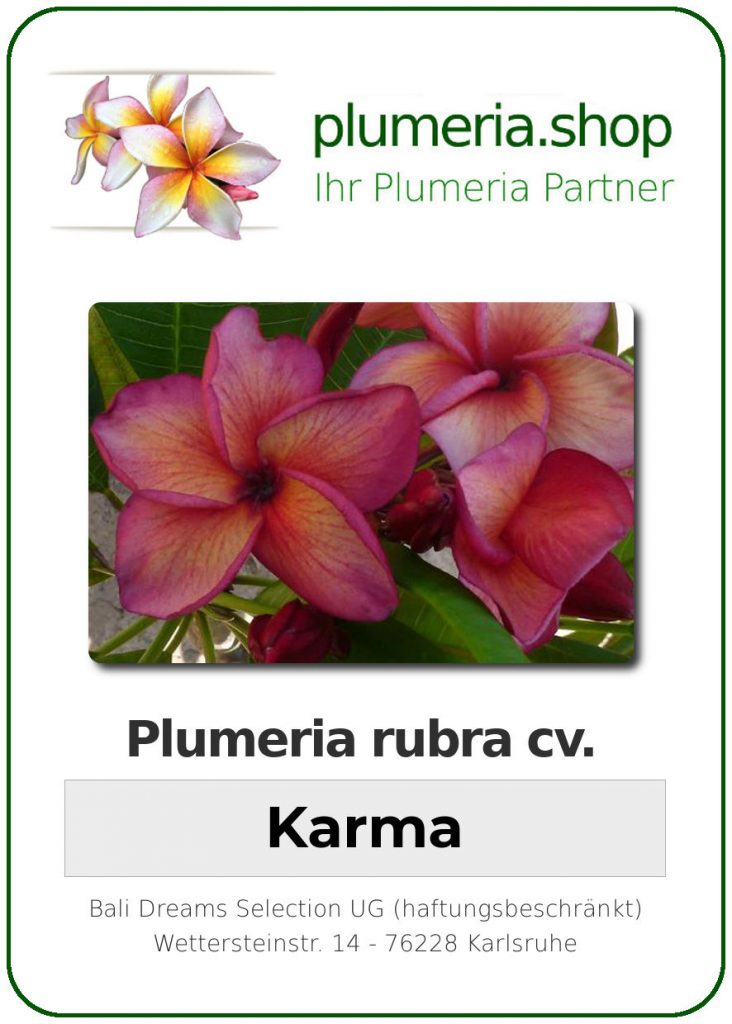 Plumeria rubra cv. "Karma" - unbewurzelter Steckling