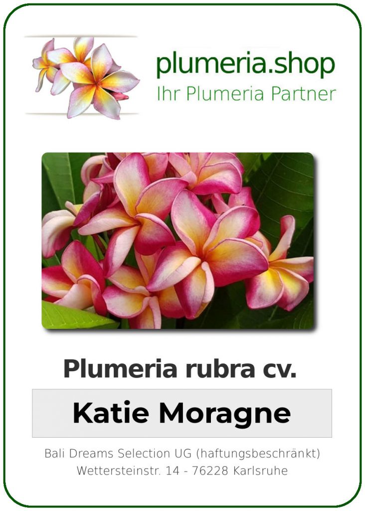 Plumeria rubra "Katie Moragne"