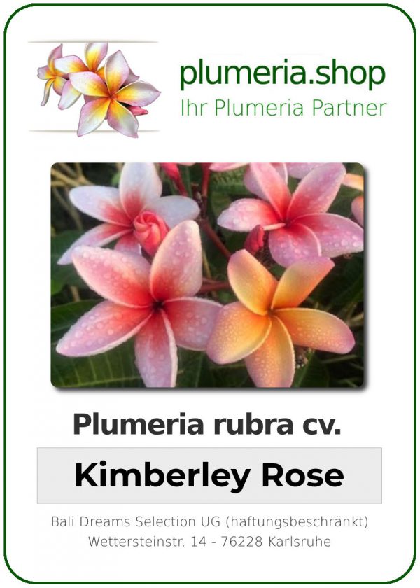 Plumeria rubra "Kimberley Rose"
