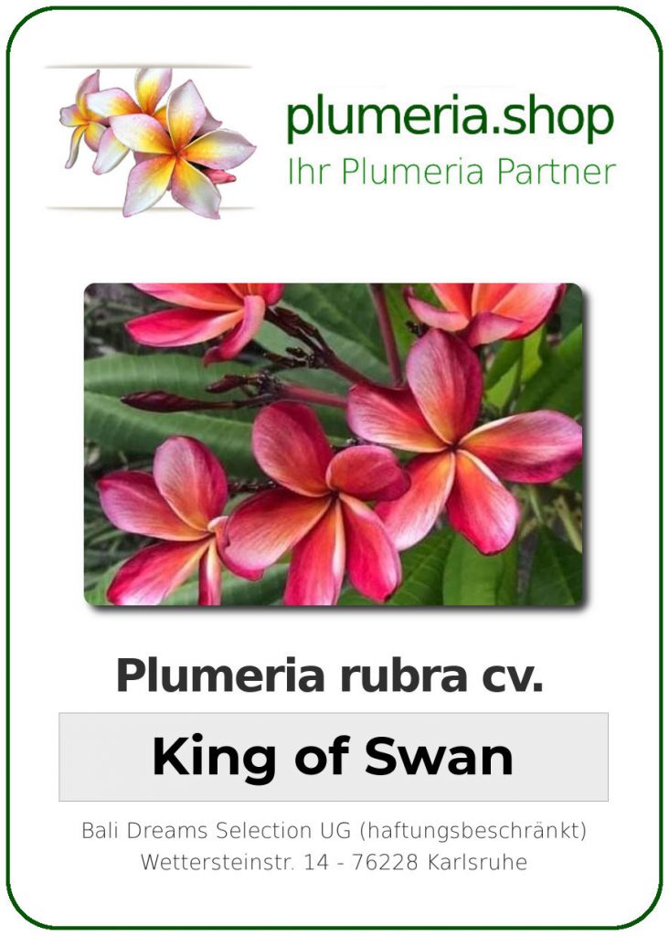 Plumeria rubra "King of Swan"