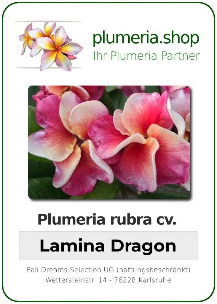 Plumeria rubra "Lamina Dragon" - wurzelnackt