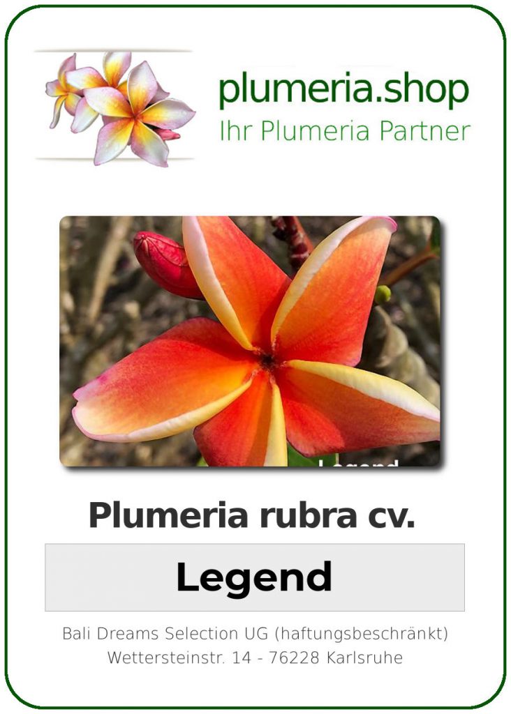 Plumeria rubra "Legend"