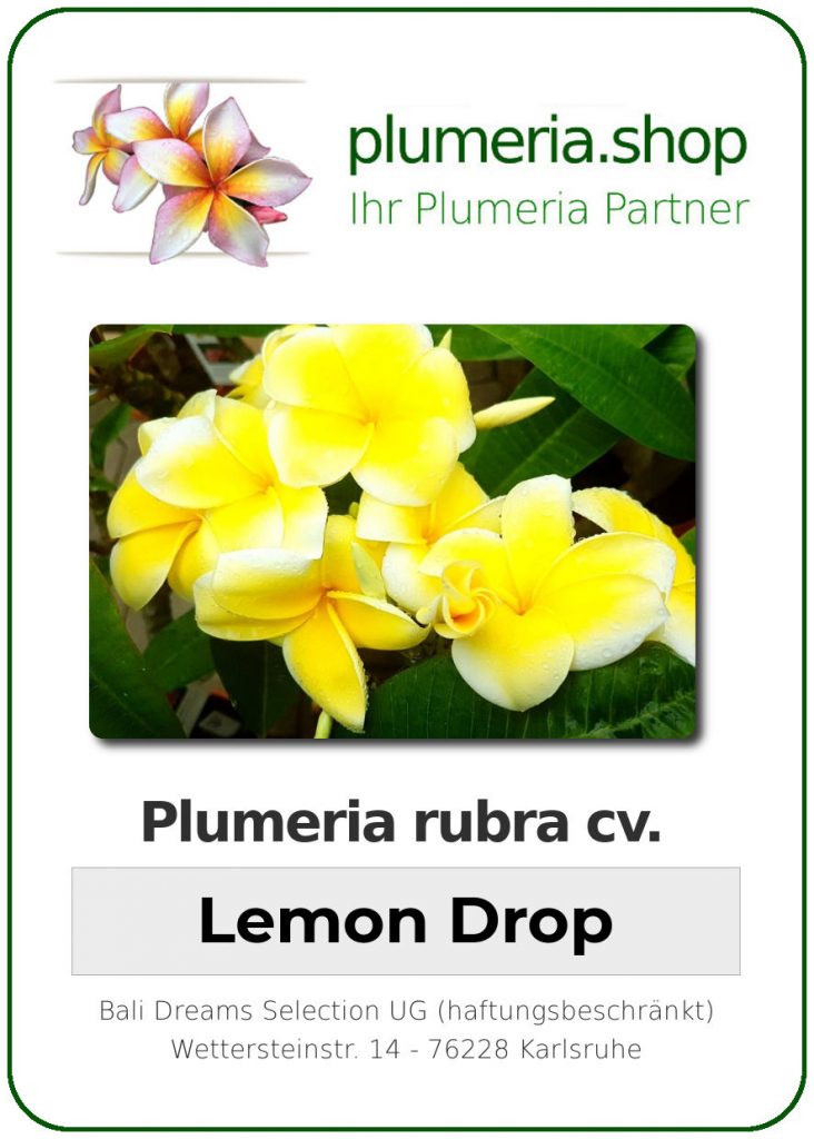 Plumeria rubra "Lemon Drop" - wurzelnackt