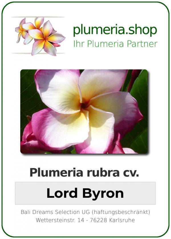 Plumeria rubra "Lord Byron"