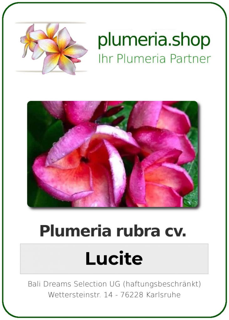 Plumeria rubra "Lucite"
