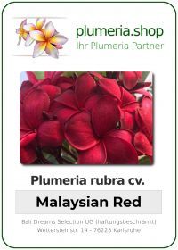 Plumeria rubra "Malaysian Red"