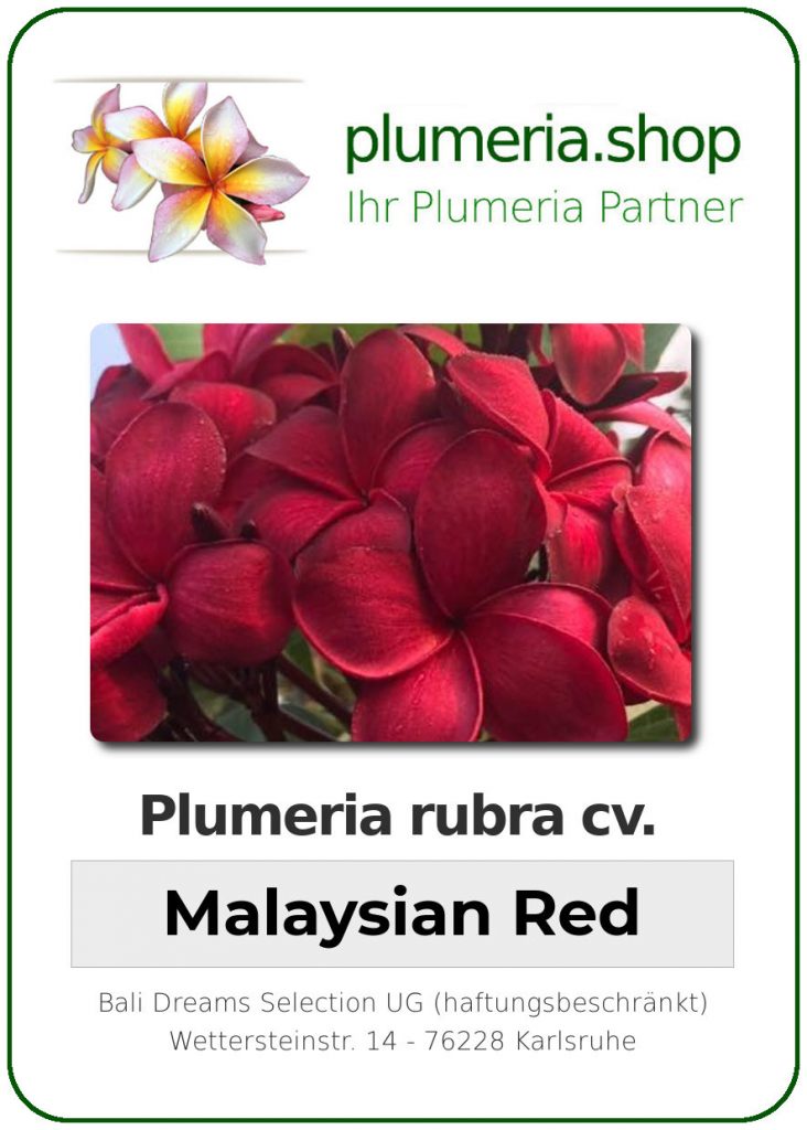 Plumeria rubra cv. "Malaysian Red" - unbewurzelter Steckling