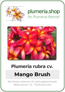 Plumeria rubra "Mango Brush"