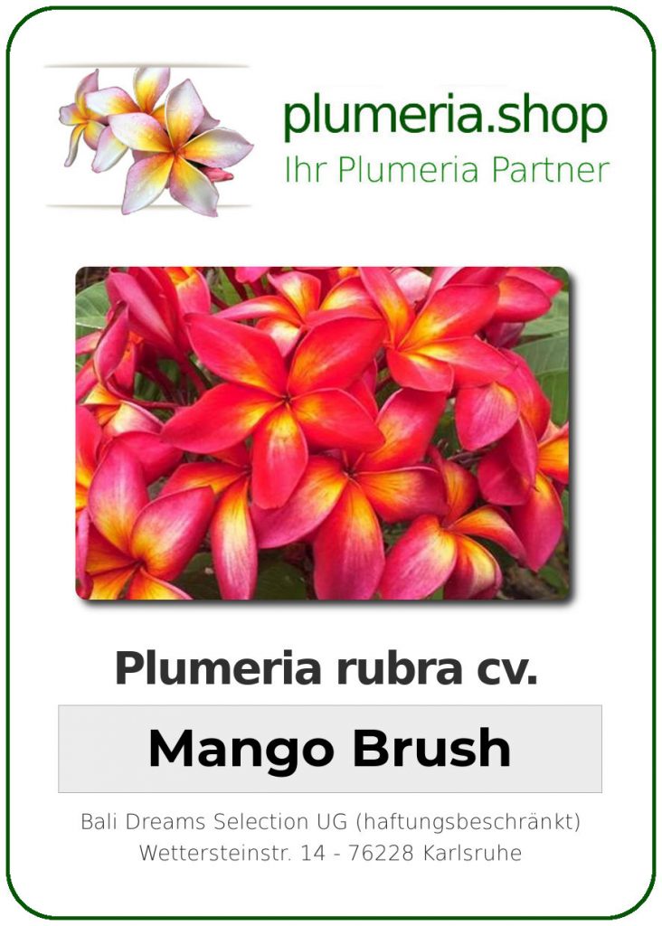 Plumeria rubra cv. "Mango Brush" - unbewurzelter Steckling