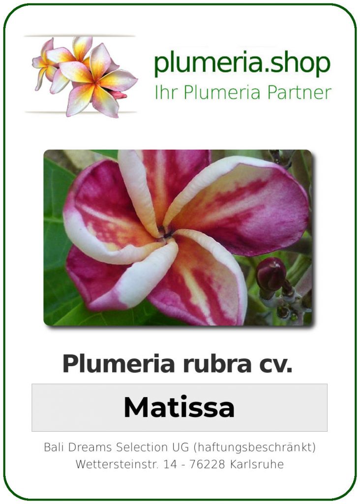 Plumeria rubra "Matisse"