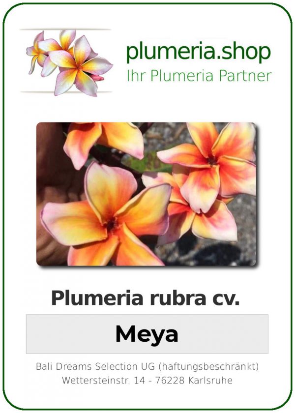 Plumeria rubra "Meya"