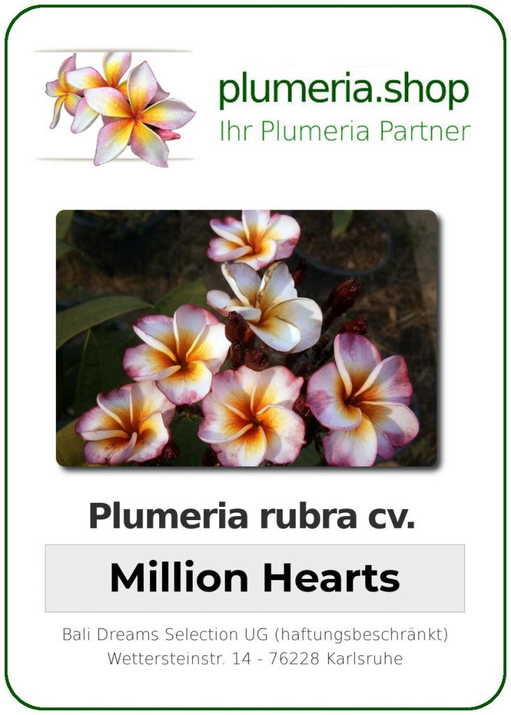 Plumeria rubra cv. "Million Hearts" - unbewurzelter Steckling