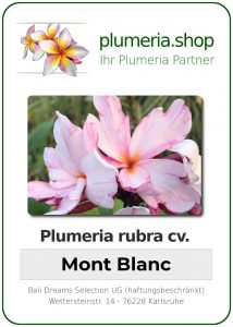 Plumeria rubra "Mont Blanc"