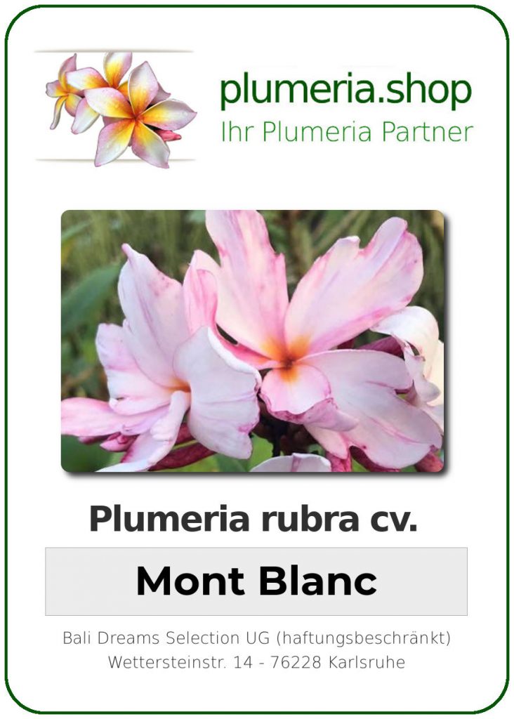 Plumeria rubra "Mont Blanc"