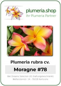 Plumeria rubra "Moragne 78"