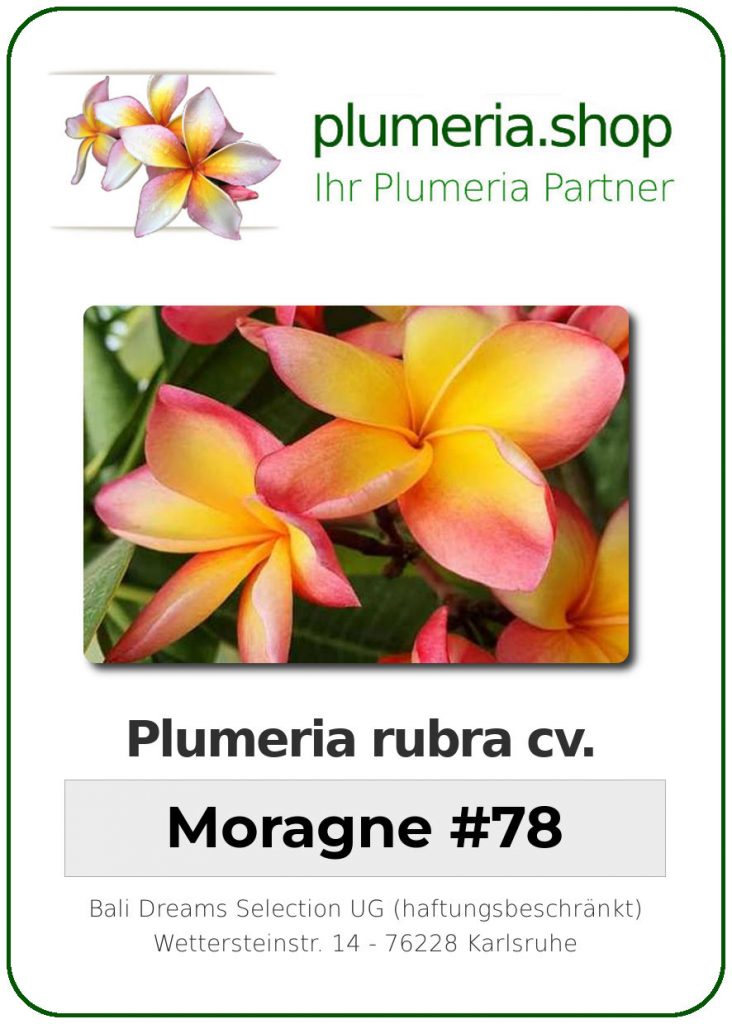 Plumeria rubra cv. "Moragne #78" - unbewurzelter Steckling