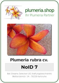 Plumeria rubra "NoID 7"