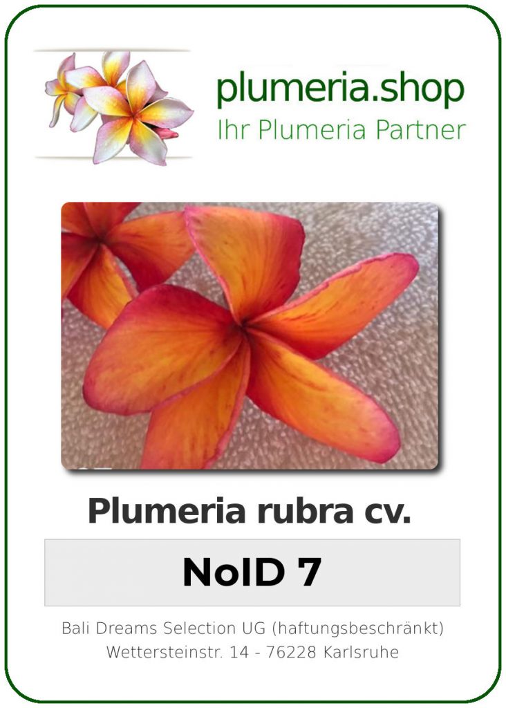Plumeria rubra "NoID 7" - Jungpfanze
