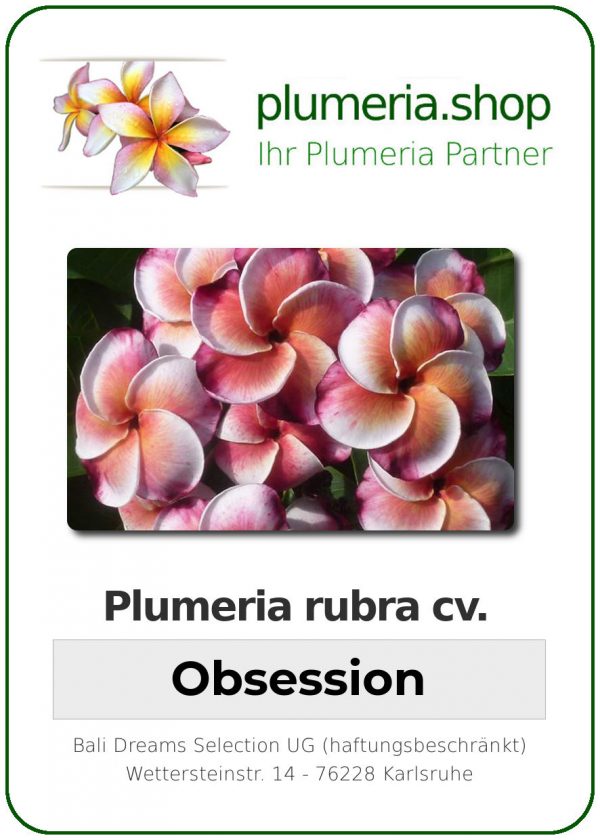 Plumeria rubra "Obsession"