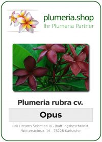 Plumeria rubra "Opus"