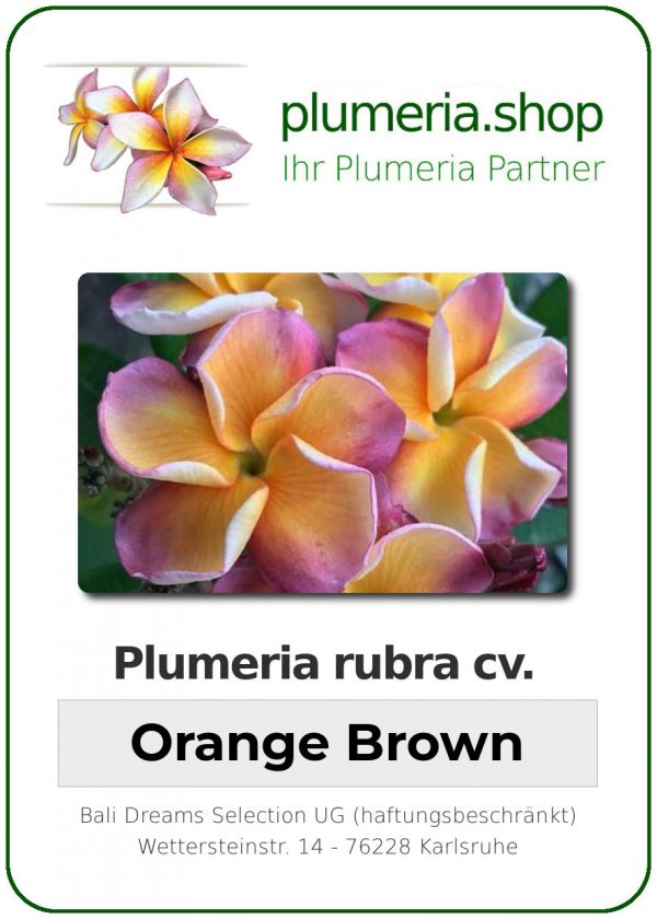 Plumeria rubra "Orange Brown"