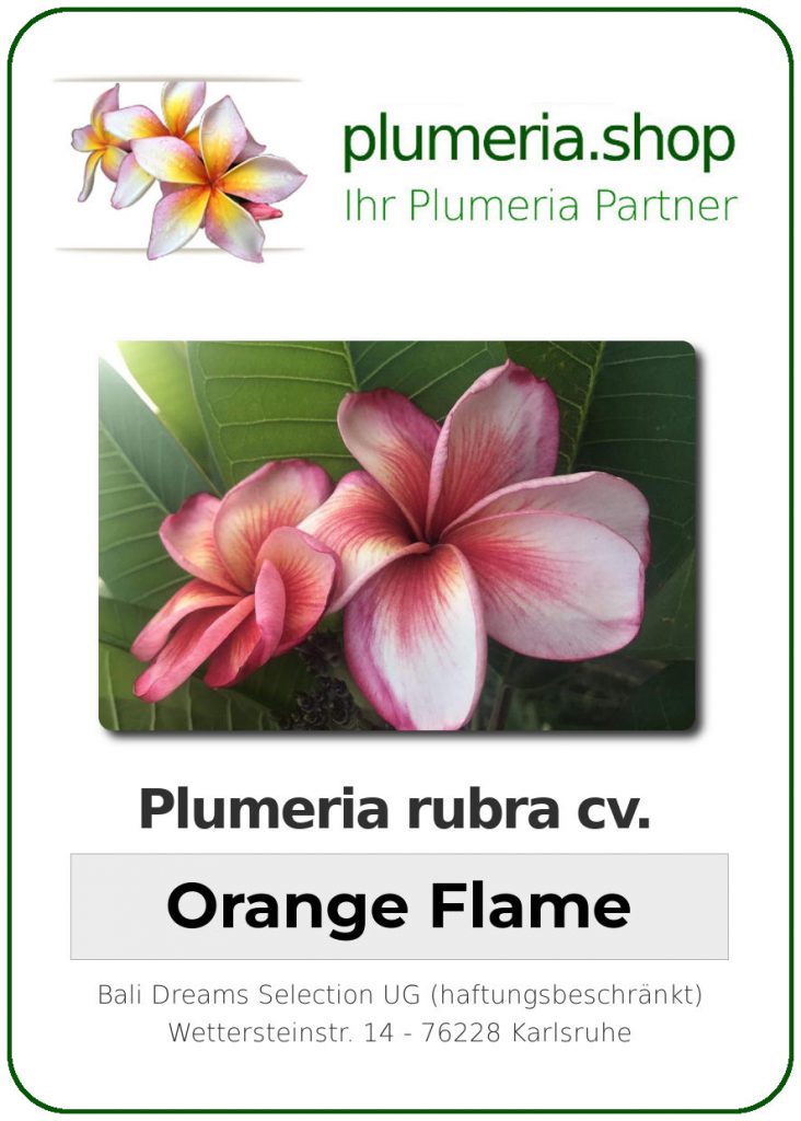 Plumeria rubra "Orange Flame" - wurzelnackt