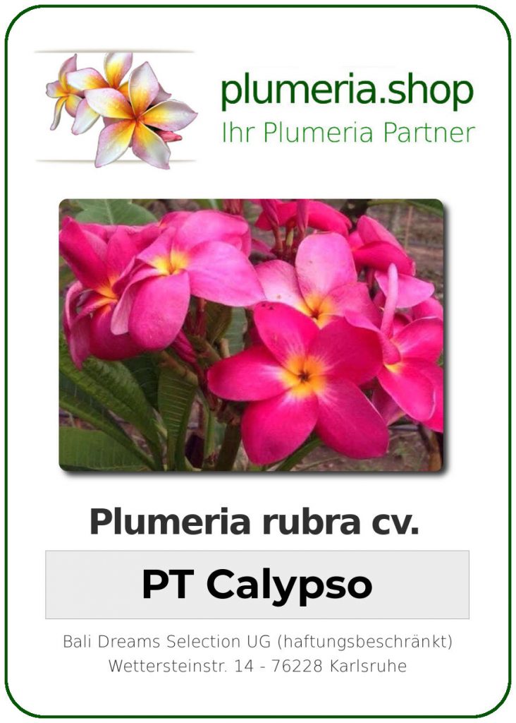 Plumeria rubra "PT Calypso"