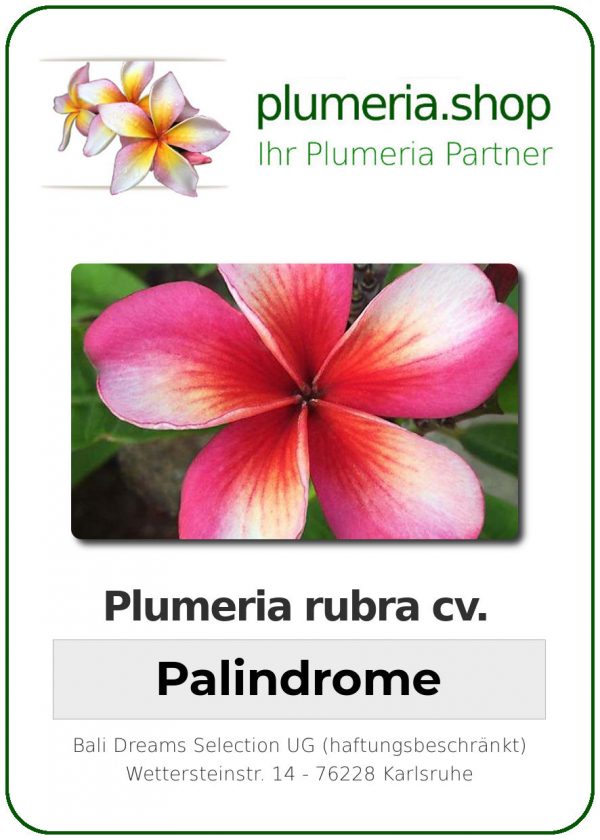 Plumeria rubra "Palindrome"
