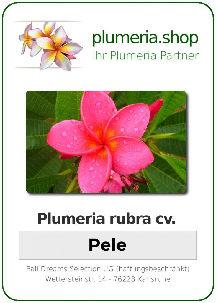 Plumeria rubra "Pele" - wurzelnackt