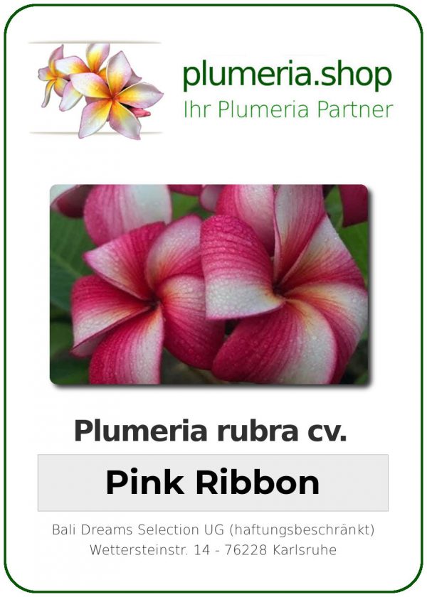 Plumeria rubra "Pink Ribbon"