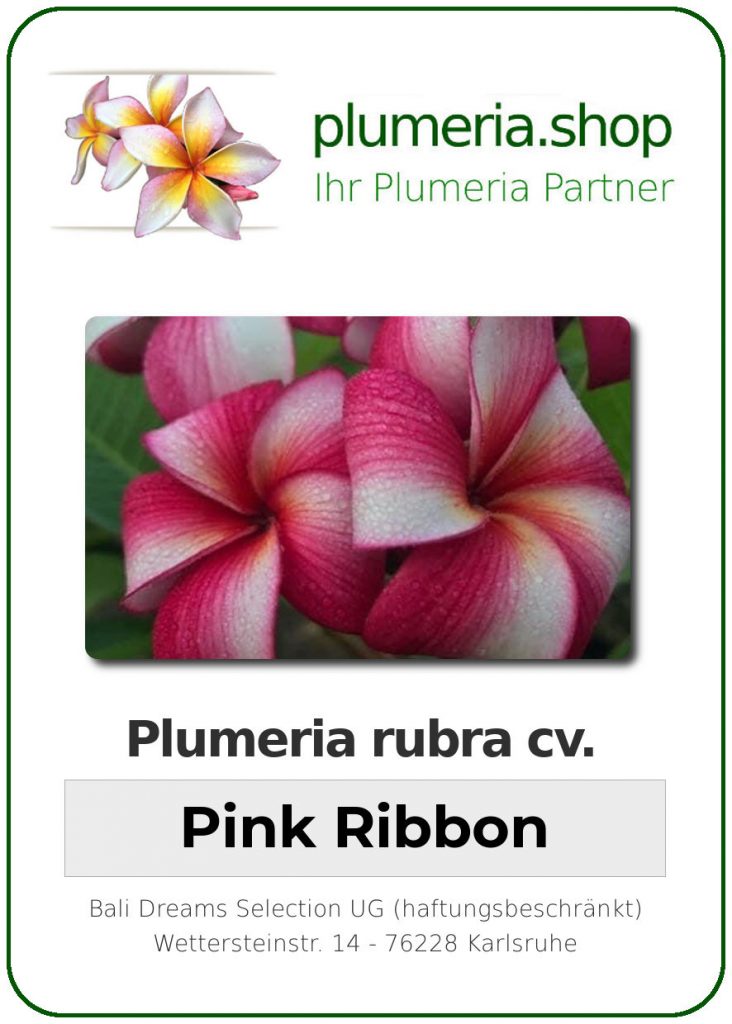 Plumeria rubra "Pink Ribbon" - wurzelnackt