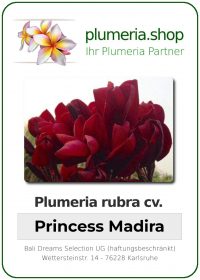 Plumeria rubra &quot;Princess Madira