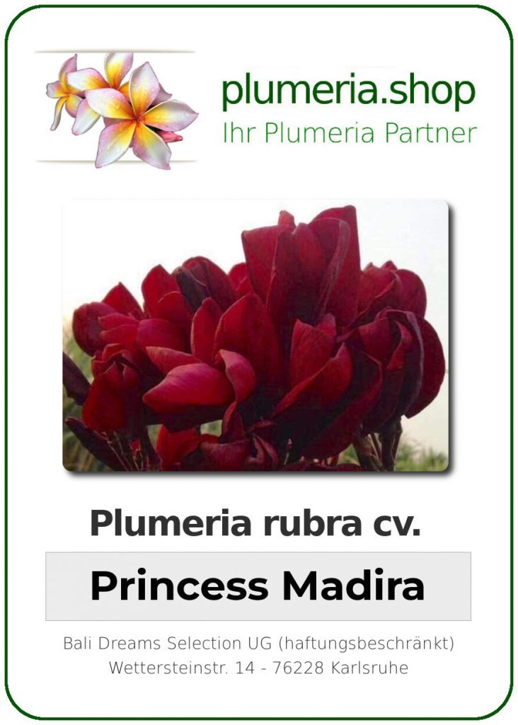 Plumeria rubra cv. "Princess Madira" - unbewurzelter Steckling
