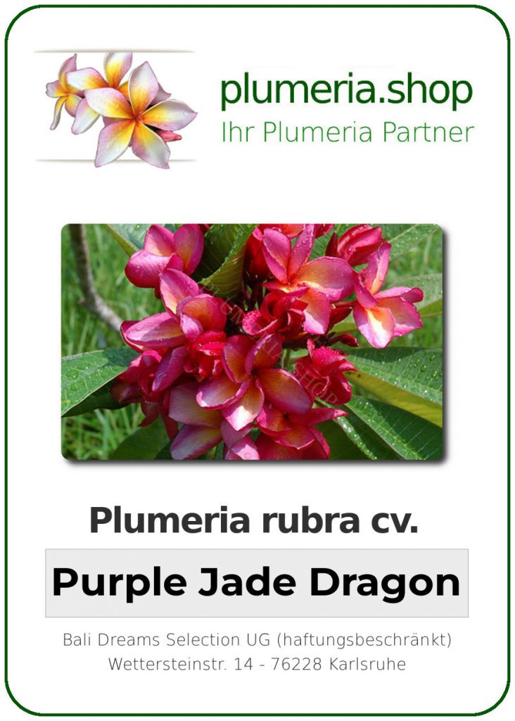 Plumeria rubra "Purple Jade Dragon"