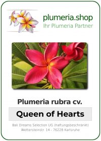 Plumeria rubra "Queen of Hearts"