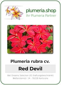 Plumeria rubra "Red Devil"