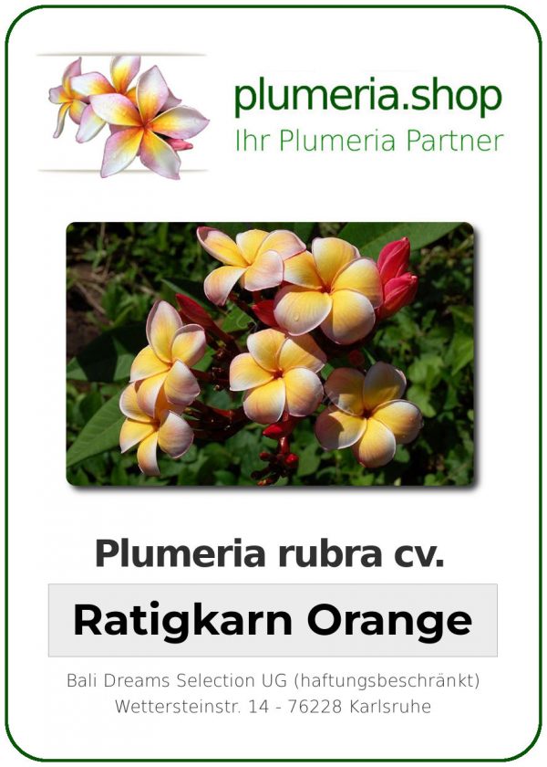 Plumeria rubra "Ratigkarn Orange"