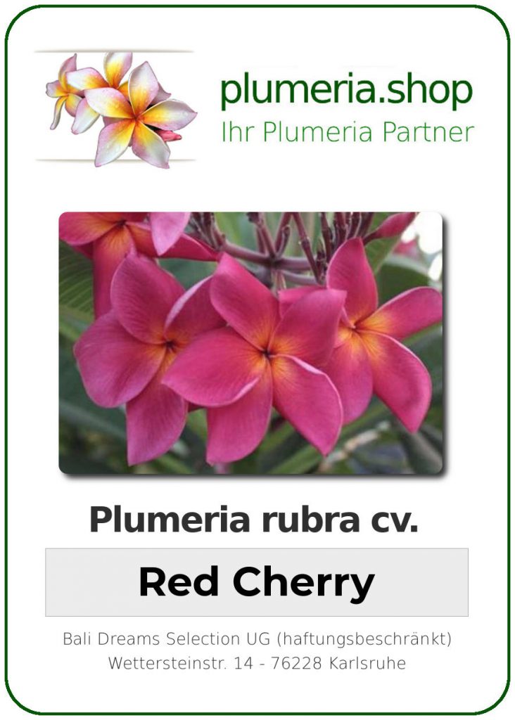 Plumeria rubra "Red Cherry"