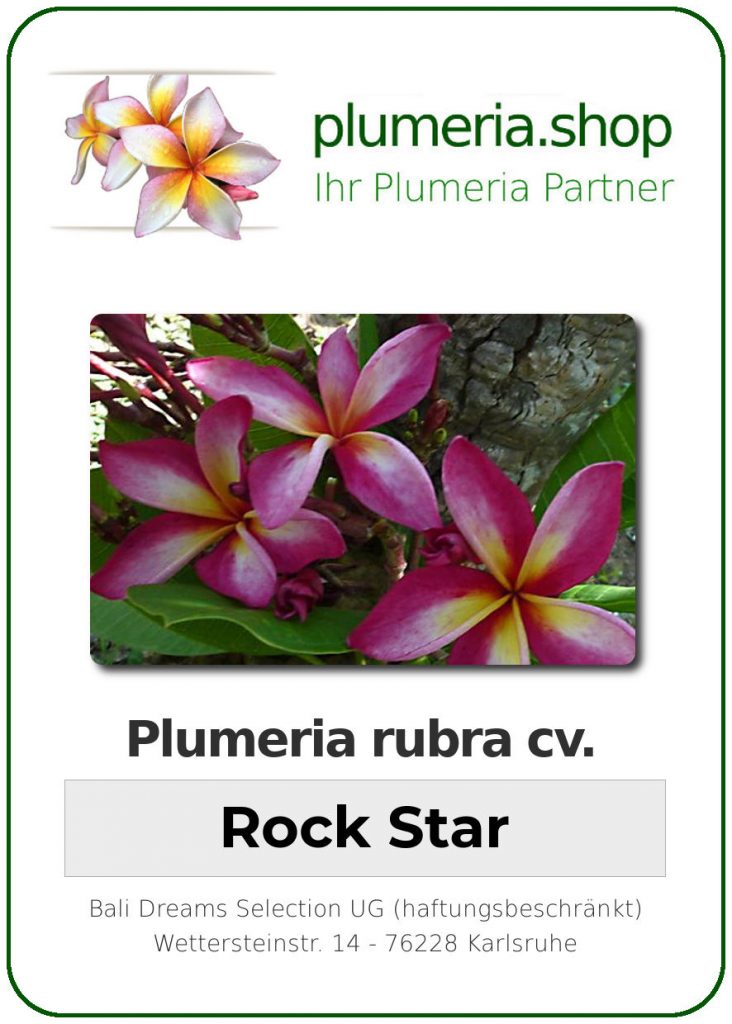 Plumeria rubra "Rock Star"