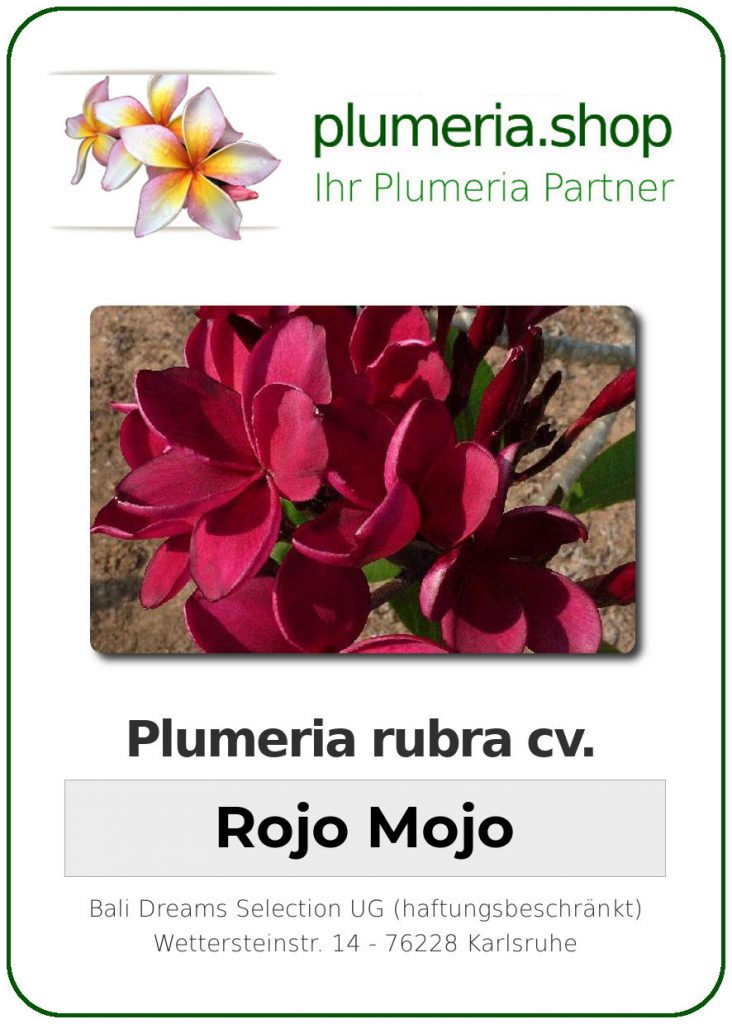Plumeria rubra "Rojo Mojo"