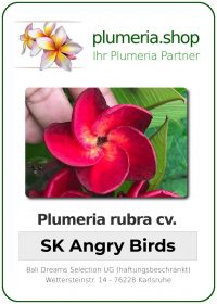 Plumeria rubra "SK Angry Birds"