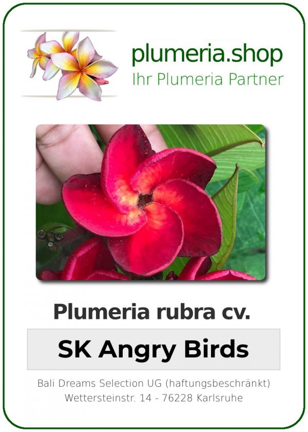 Plumeria rubra "SK Angry Birds"