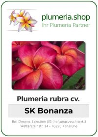 Plumeria rubra "SK Bonanza"