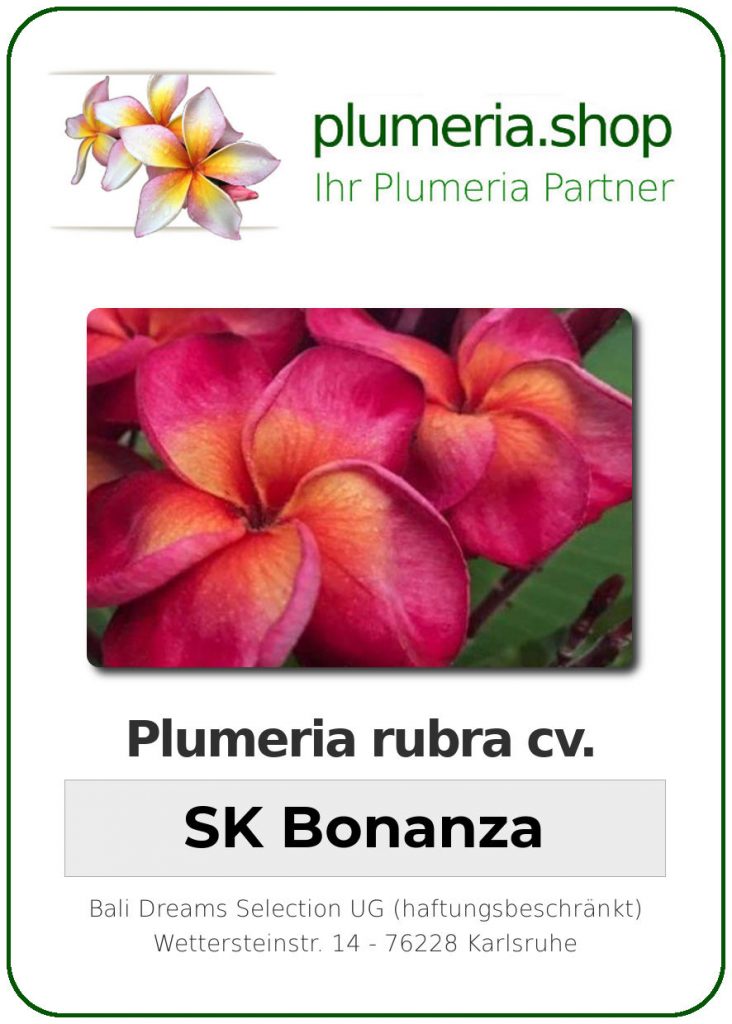 Plumeria rubra "SK Bonanza" - wurzelnackt