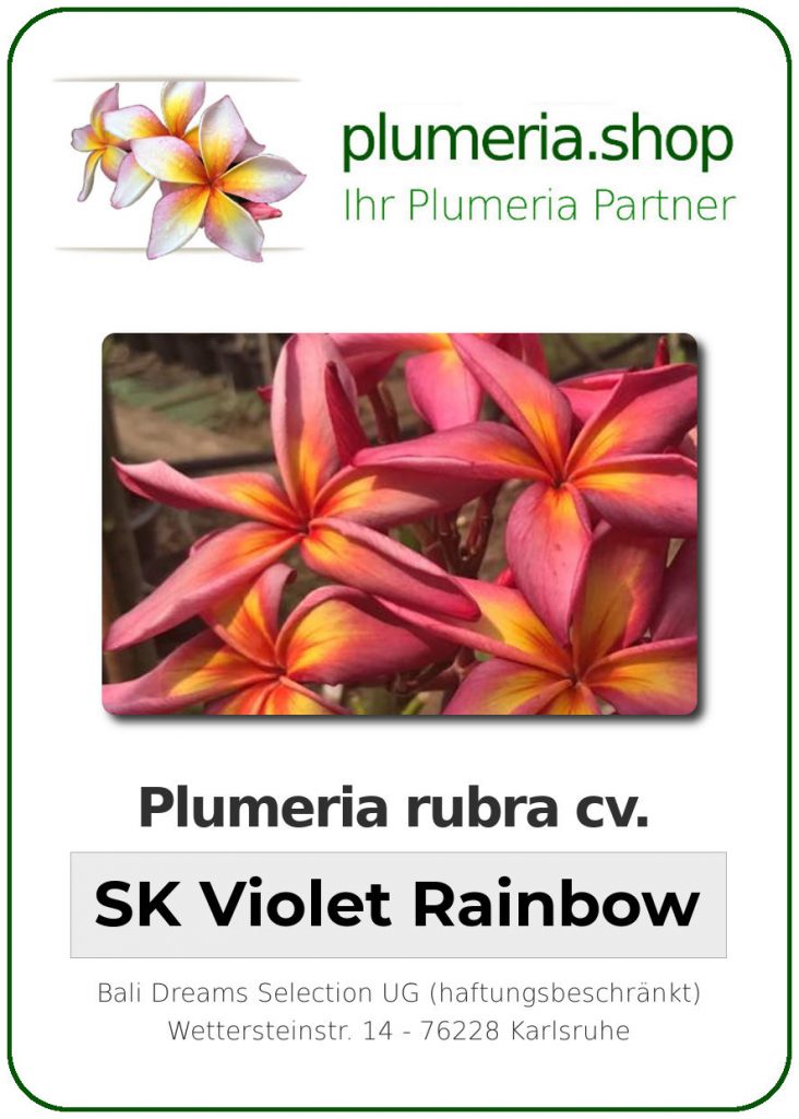 Plumeria rubra "SK Violet Rainbow" - Jungpflanze