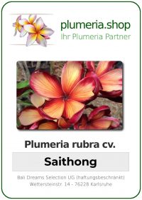 Plumeria rubra "Saithong"
